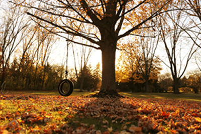 Tree in Fall